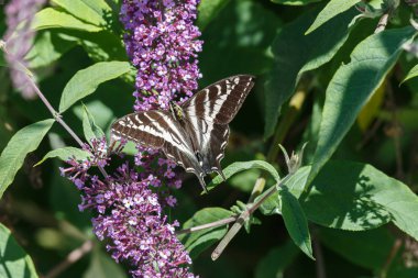 Soluk Swallowtail kelebek