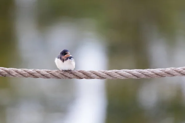 Hirondelle rustique oiseau — Photo