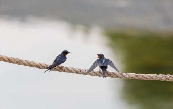 Barn Swallow bird — Stock Photo, Image