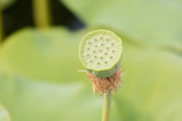 Lotus κεφάλι σπόρου — Φωτογραφία Αρχείου