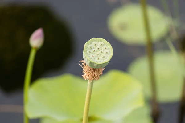 Lotus semen hlava — Stock fotografie