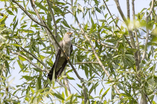 Cuckoo fågel Cuculus canorus bakeri — Stockfoto