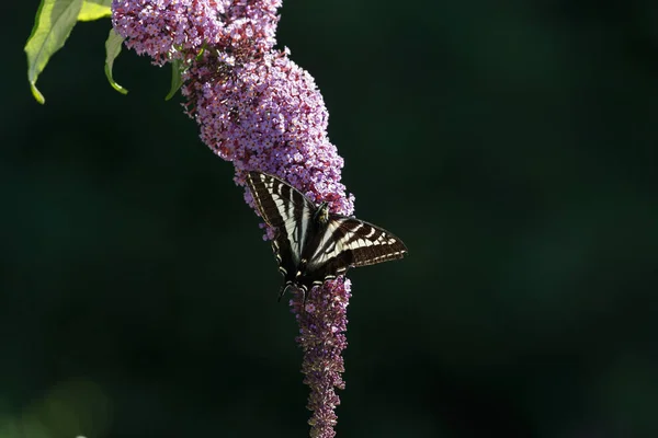 Mariposa cola de golondrina pálida — Foto de Stock