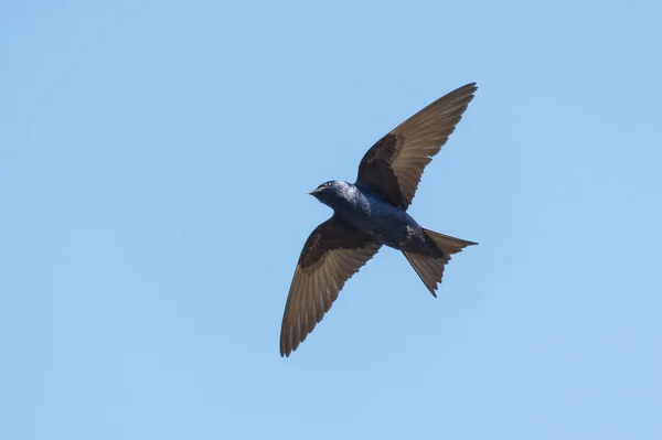 Oiseau martin violet — Photo