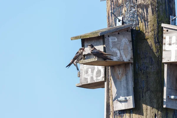 Mor martin kuşu — Stok fotoğraf