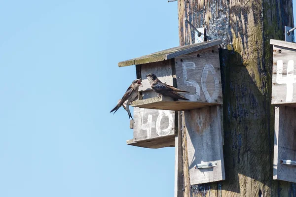 Paarse Martin Bird — Stockfoto