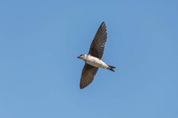 Purple martin bird