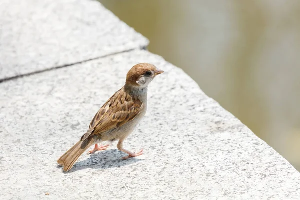 Pájaro gorrión de casa Fotos De Stock Sin Royalties Gratis