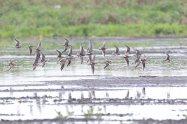 flying long billed dowitcher
