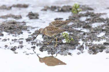 uzun fatura dowitcher