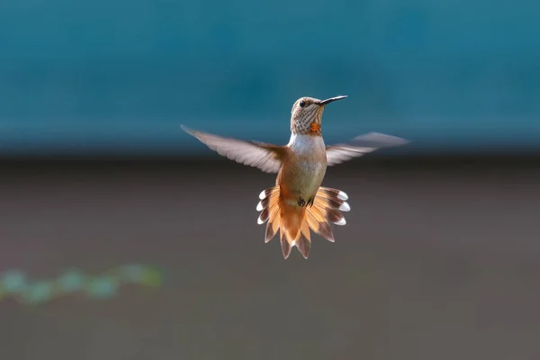 Flyvende rufus kolibri - Stock-foto