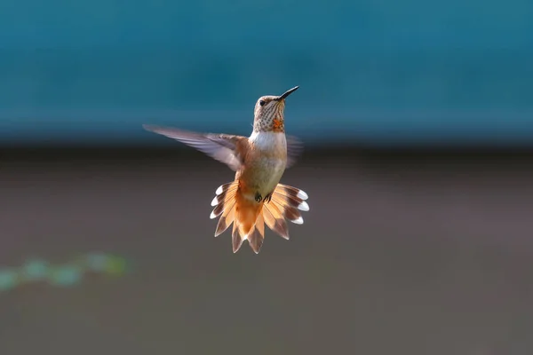 Fliegender Kolibri — Stockfoto