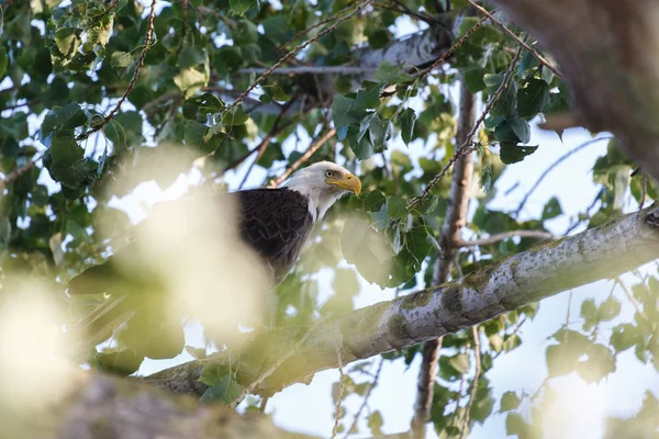 Kale adelaarsvogel — Stockfoto