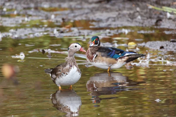 Wood duck and mandarin duck — Stock Photo, Image
