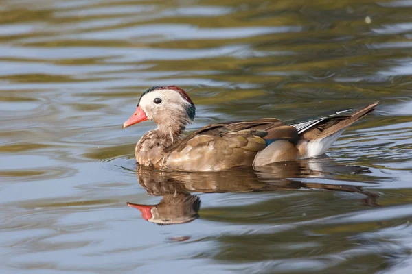Male mandarin duck — Stock Photo, Image