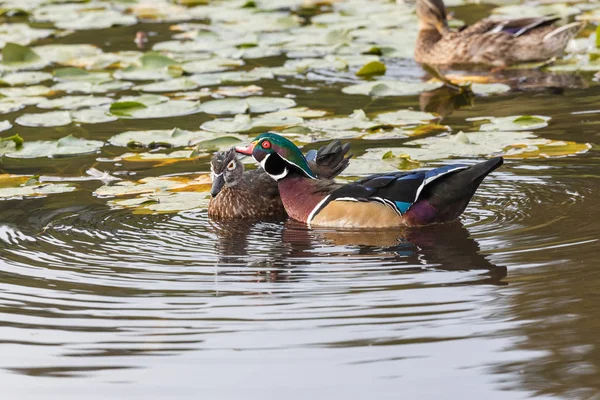 Canard en bois mâle — Photo