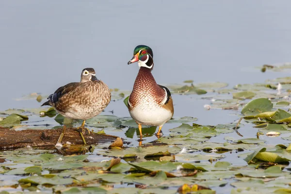 Mannelijke hout duck — Stockfoto