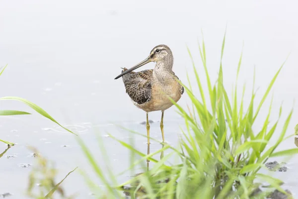 Long billed dowitcher — Stock Photo, Image