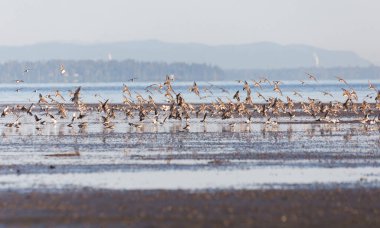Dunlin
