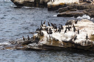 Brandt'ın karabatak