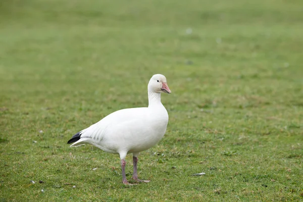 Sneeuw ganzen — Stockfoto