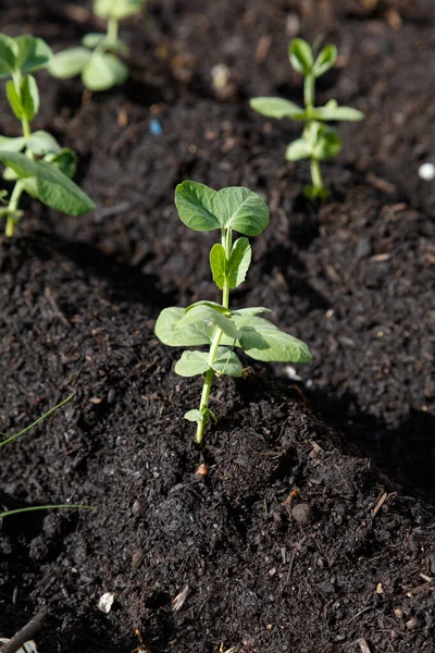 Snow bean — Stock Photo, Image