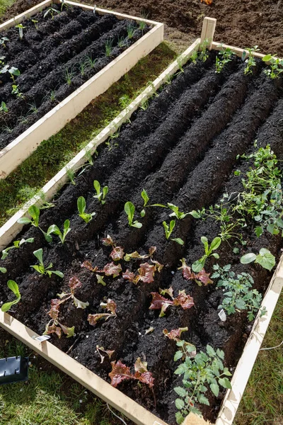 Vegetable garden — Stock Photo, Image