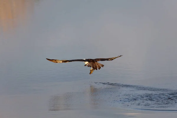 Osprey avcılık — Stok fotoğraf