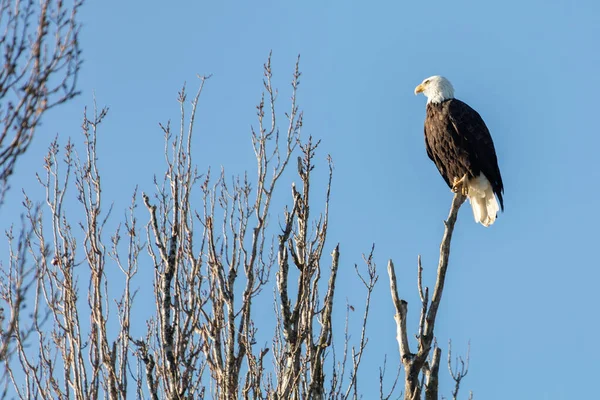 Bald Eagle — Stock Photo, Image