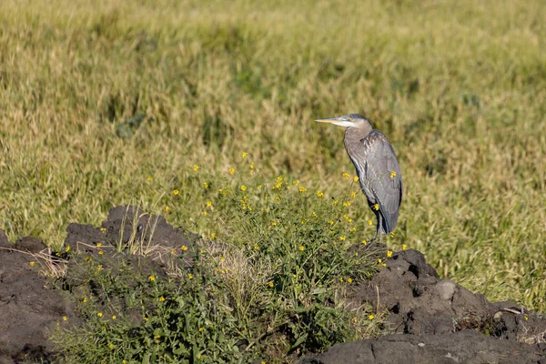 Gran Garza Azul —  Fotos de Stock