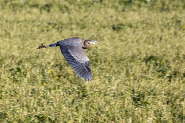 Grote blauwe reiger — Stockfoto