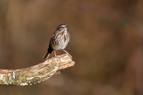 Song Sparrow — Stock fotografie