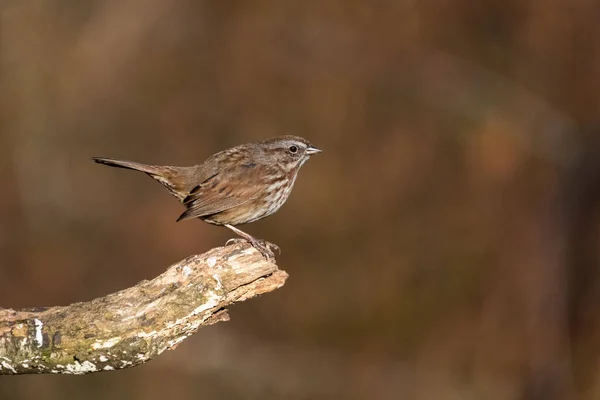 Song sparrow — Stock Photo, Image