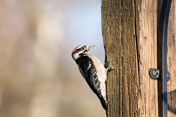 Downy woodpecker — Stock Photo, Image