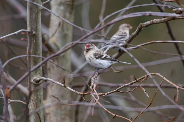 Holohlavý redpoll — Stock fotografie