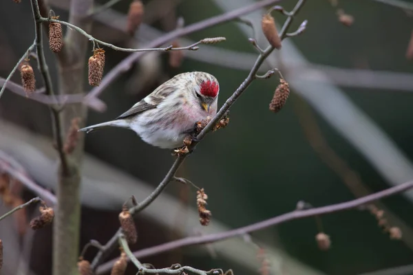 Common Redpoll — Stock Photo, Image