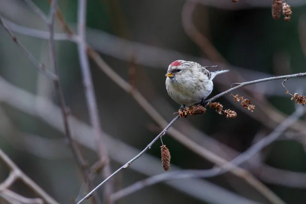 Hondsdolle redpoll — Stockfoto