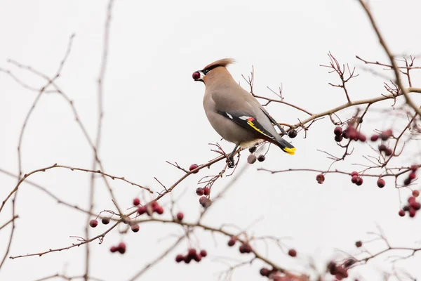 보헤미안 waxwing — 스톡 사진