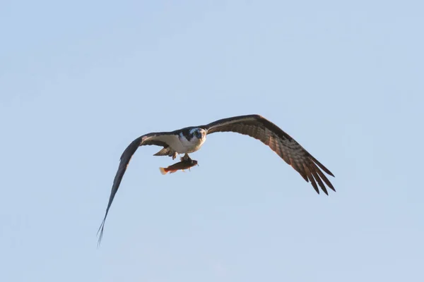 Osprey с рыбой — стоковое фото