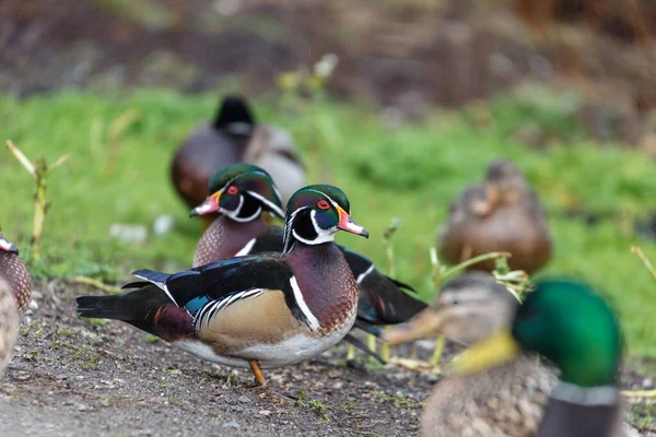 Hout duck — Stockfoto