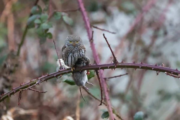 Northern pygmy owl — Stock Photo, Image