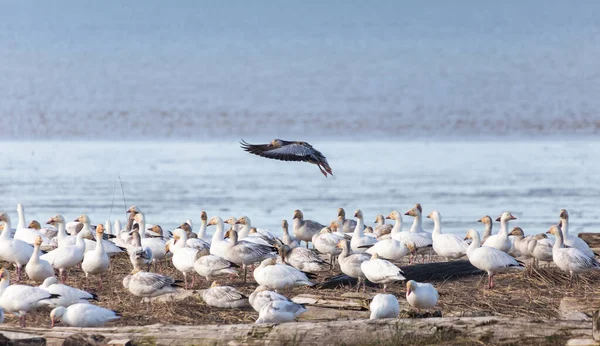 Blaue Gans — Stockfoto