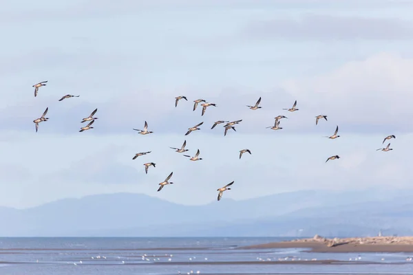 Gemeenschappelijke merganser — Stockfoto