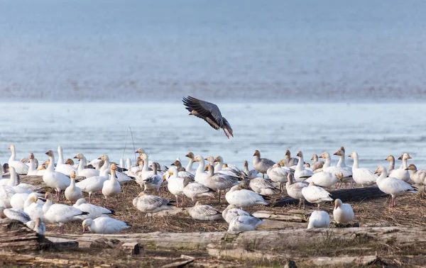 Blue goose — Stock Photo, Image