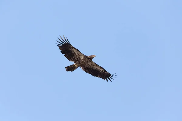 Juvenile bald eagle — Stock Photo, Image