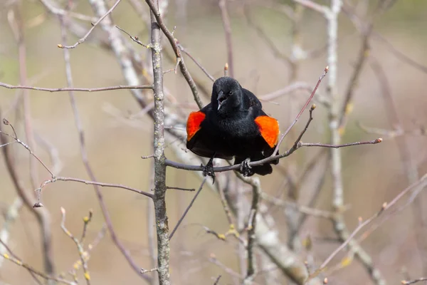 赤い翼クロウタドリ — ストック写真