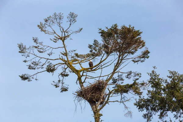Águila calva y nido —  Fotos de Stock