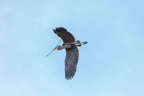 Blaureiher baut sein Nest — Stockfoto