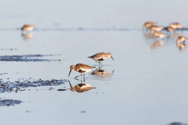 Dunlin. —  Fotos de Stock