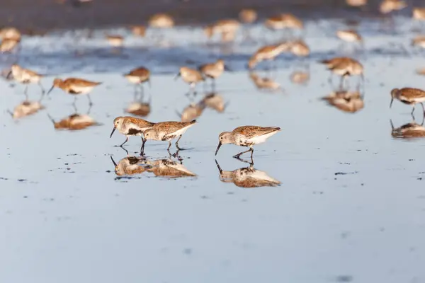 Calidris alpina — Foto Stock